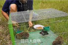 野生刺猬放归大自然，还能适应环境吗？视频封面