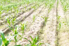 除草剂啥时候打效果最好？不是早上，不是晚上，也不是中午视频封面