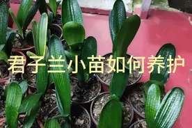 君子兰小苗养殖方法视频封面