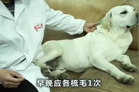 如何梳理拉布拉多的毛发视频封面