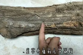 农村以前用来引火的松明子，如今得名琥珀木，价值不菲