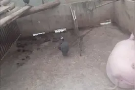 农家猪，农家猪场应有尽有猪鸡牛羊狗兔鱼虾样样齐！视频封面