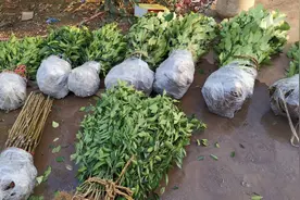 庄主教大家买水果苗木，江苏苗绝对不要，还有个地方也不能要。视频封面