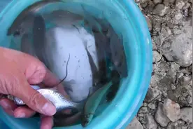 野钓:水库钓的这种鱼，很多肚子上都有个长长的东西，太奇怪了！