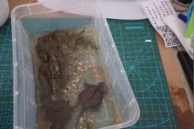 小鳄龟的力气还蛮大的，老是把假山推到中间，不知道为什么？