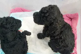 灰泰迪小时候是黑色的，长大后慢慢变成灰色，世界很奇妙！视频封面