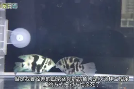 迷你鹦鹉鱼打架的方式就是互相亲嘴，直到把对方亲死。