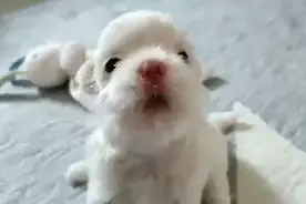 小奶狗有多奶，快来看看吧