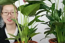 2种耐阴又好养的花卉，养护简单，长期开花视频封面