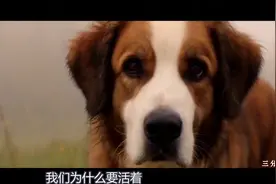 一只狗多次为不同的主人担任伴娘，最后自己却依旧是一只单身狗！视频封面
