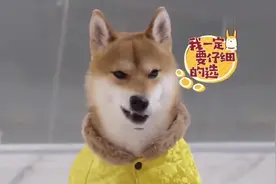 小H试吃狗粮，为老婆小O挑选养胎营养餐，是个尽职尽责的好爸爸！