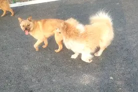 狗狗们求爱用什么方式表达呢！还有什么表现咱们跟着去看看