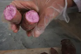 如何培育紫薯苗 -紫薯-红薯种植-蔬菜种植技巧-怎样种地瓜叶