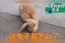 家里有一只兔子头往一边倒，这是什么问题？真的是没的救了