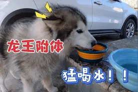 狗狗一早就疯狂喝水，把主人吓了一大跳，原因太搞笑了