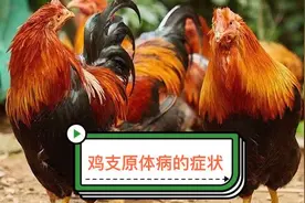 鸡子咕噜、流眼泪、眼睛里面有水泡、眼肿。用上这个药全好了视频封面