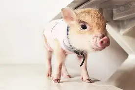 俄罗斯网红猪，浓眉大眼，眉清目秀得有些过分了！视频封面