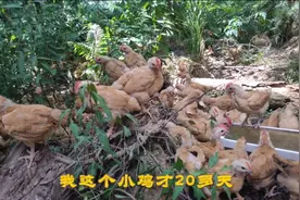 小魏养殖，给小鸡一天到晚吃饲料，反而鸡吃的更少还更重视频封面