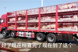 从北到南1100公里的生猪运输，在零下15度的夜里装猪