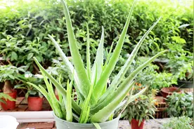 芦荟烂叶又烂根？别急，教你一招视频封面