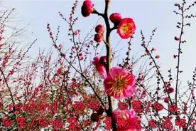 respond（动词：回答/回应）
（回答/回应某人/某物怎么说呢？）视频封面