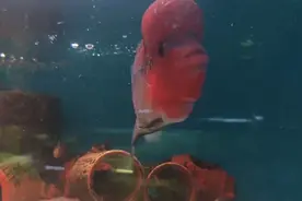 罗汉鱼最怕的就是头洞病