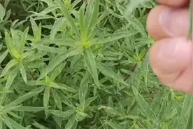 扫帚苗嫩叶很好吃，只需要锅里蒸一蒸，简单一做，人人都喜欢视频封面