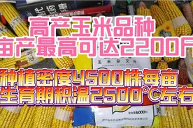 高产玉米，黑龙江最高亩产2200斤，种植密度4500株，积温2500℃。视频封面