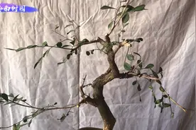 九里香修剪与换盆视频封面