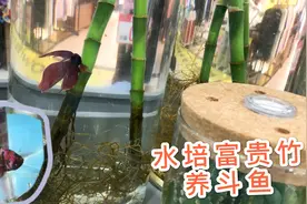 水培富贵竹和斗鱼一起养，效果不错水质清澈，养花养鱼两不误