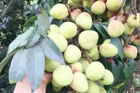 广西灵山荔枝园，树上结满了一串串的，看看呗视频封面