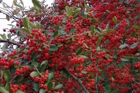 农村随处可见的火棘树，它的果子一串串红红的，朋友们一起看看吧视频封面