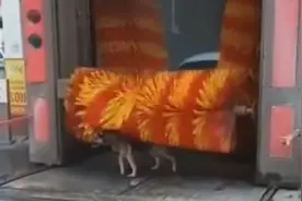 狗狗趁着自动洗车机工作 跑来享受“按摩”