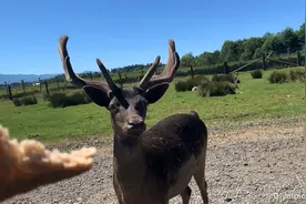 在西雅图大农场喂各种可爱小动物！