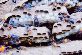 寻找野生“虎头蜂”巢，还用到了鸡毛！你知道咋用的吗？视频封面