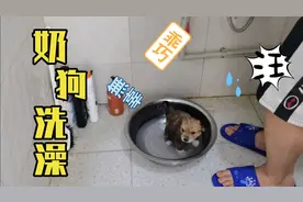 捡了的小狗10天 第一次给它洗澡 竟然很乖 不叫不闹 享受得很