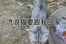 流浪猫要跟着我回家，只因我经常喂它食物，怎么办？视频封面