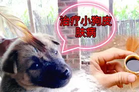 一根鸡毛一点油，轻松解决小狗皮肤病引起掉毛的问题，非常管用视频封面