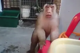 猴子总幻想自己是一只狗，一直找机会想咬主人，好恐怖