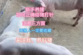 新手养猪如何正确给猪打针视频封面