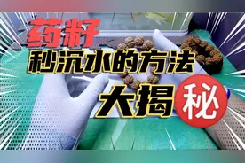 揭秘金刚菩提，药籽秒沉水的方法，商家惯用方法大揭秘！视频封面