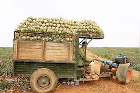 广东菠萝姐，种植菠萝几十年，说宁愿亏本运到北方，也不想烂地里视频封面