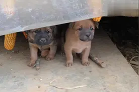 中华田园犬小奶狗们的吼叫，这样的狗子很有气势啊，却是萌萌哒视频封面