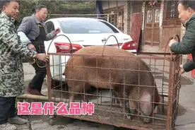 这头黄毛猪太漂亮了，有谁知道叫什么品种，用来熏腊肉肯定完美