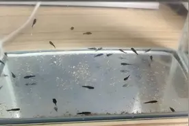 玛丽鱼仔太小不好饲养，喂它们吃丰年虾，导致水质变坏死了不少鱼视频封面
