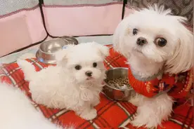 第一次见妈妈的二胎弟弟，荷包蛋好紧张呀视频封面