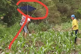 天气太热了，老爸地里干活制作遮阳神器，老妈一看笑得合不拢嘴视频封面