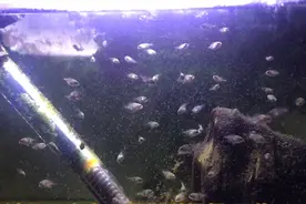 这些小鱼苗你们认识吗？以后可是要福利给粉丝的！粉丝快来看呀！视频封面