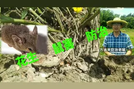 花生结荚期鼠害多，村民这样放毒饵灭鼠不灵了，阿唐建议这样做