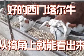 东北大伟，手把手教你从牛犄角上，判断一头西门塔尔牛的好坏视频封面